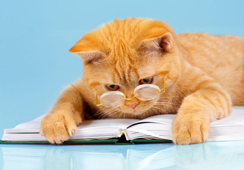 看书的可爱猫咪
