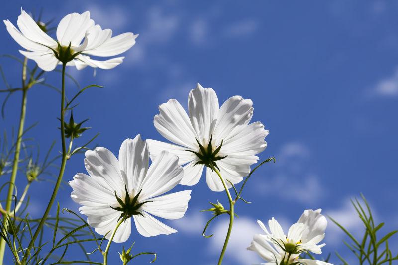 蓝天下的白色宇宙花