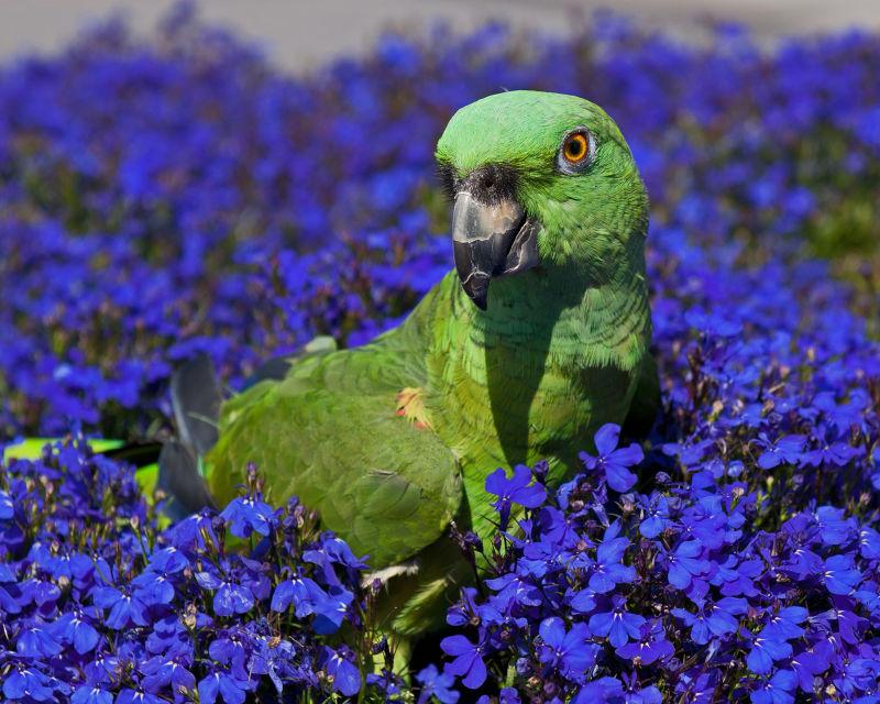 鹦鹉在蓝花中