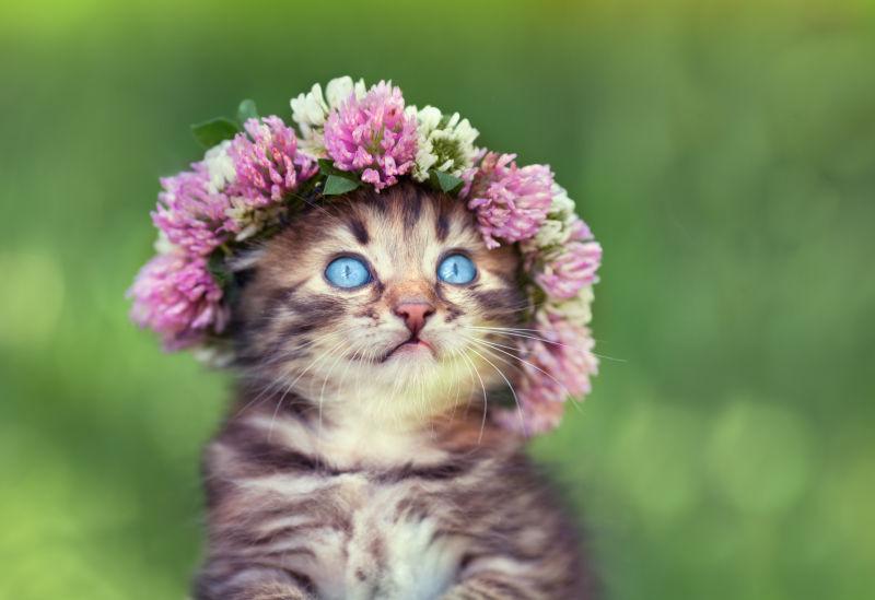 带着花冠的斑纹蓝眼小猫