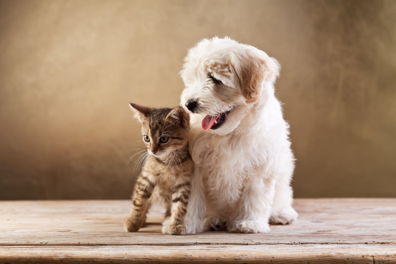 小猫咪和白色小狗友好相处