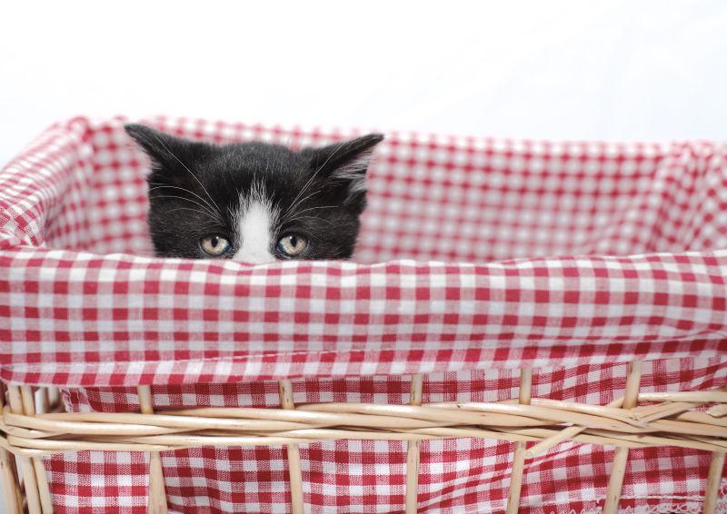 猫咪隐匿在红色小床中