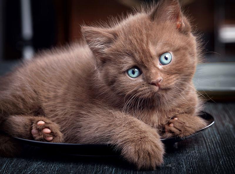 黑色地毯上的布朗小猫