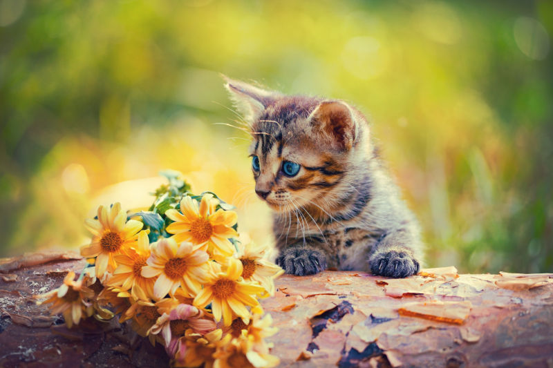 小猫看着花