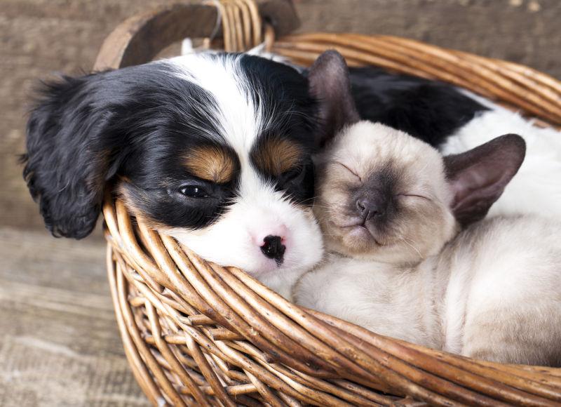 小狗和小猫咪在篮子中睡觉