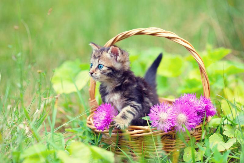 户外草地上小猫坐在篮子里