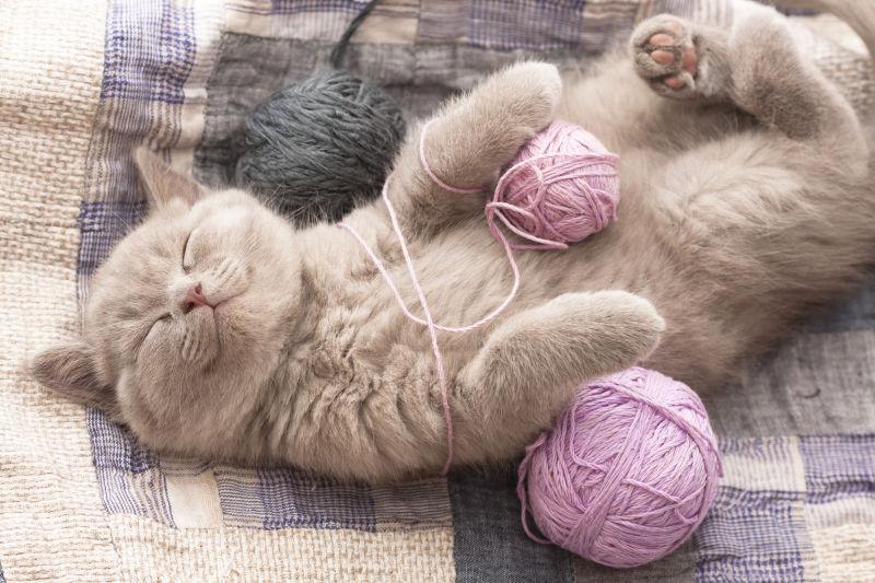 睡觉的小猫和线团