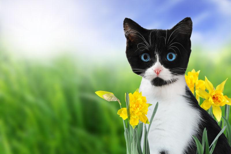 可爱的猫咪在春天的草地上