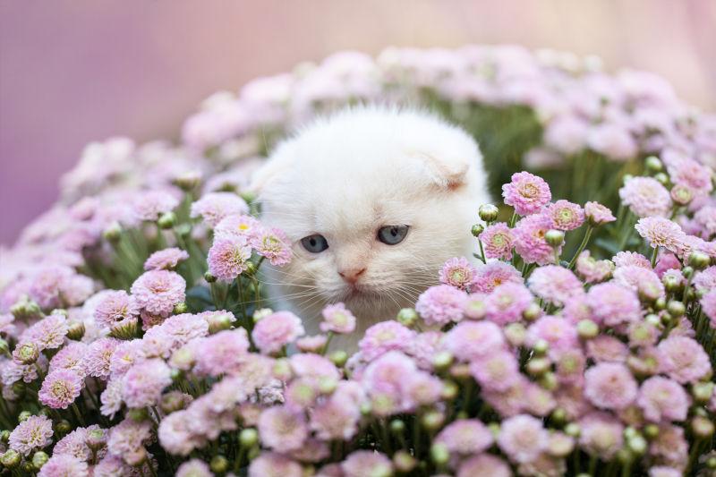 粉色花多中可爱白色小猫图片素材 可爱的猫咪在花丛中创意图片素材 Jpg图片格式 Mac天空素材下载