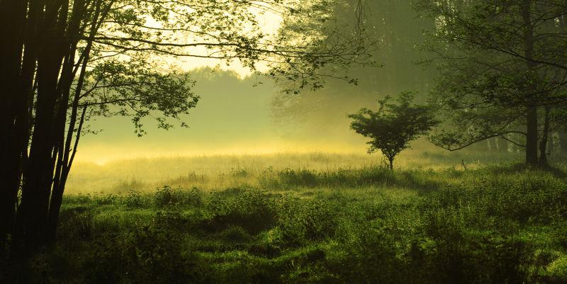 绿色森林里的雾景