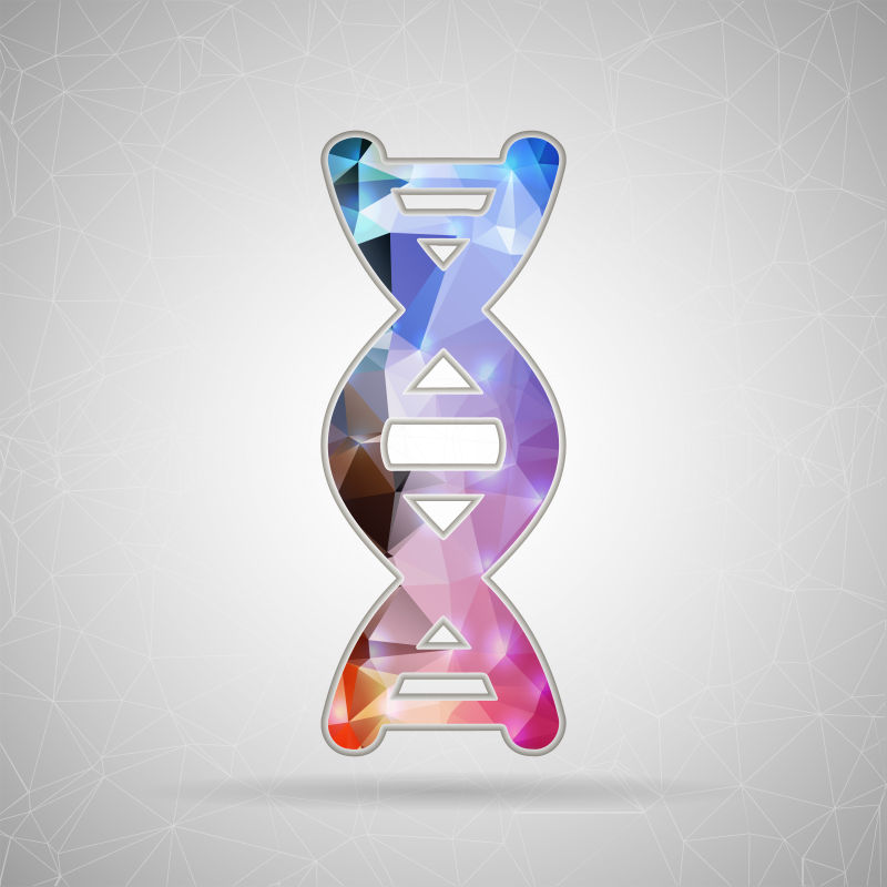 矢量DNA结构