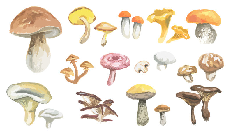 不同种类蘑菇矢量插图