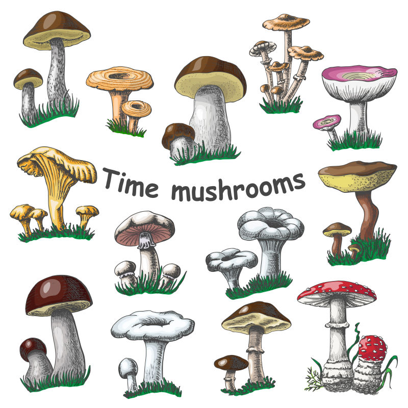 矢量的手绘蘑菇插图