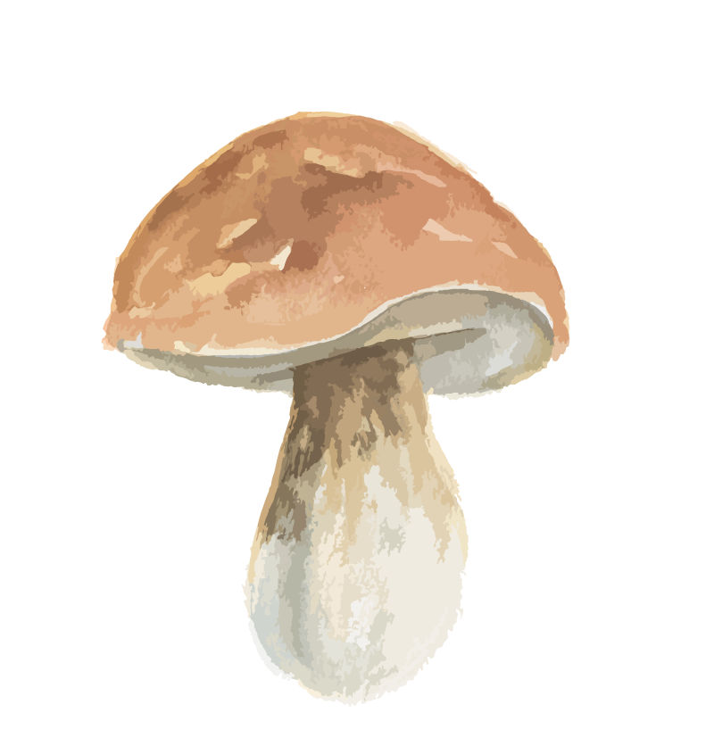水彩风格的蘑菇矢量插图