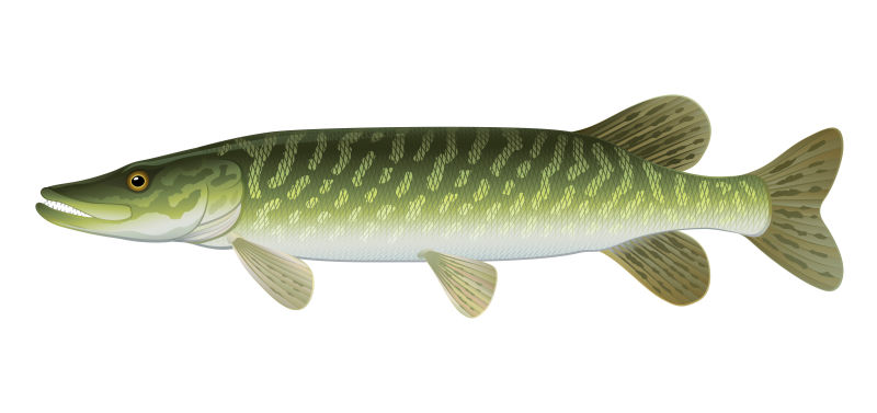 矢量的绿色北梭鱼插图