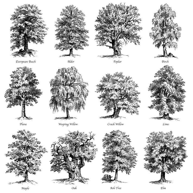 创意矢量树木插图
