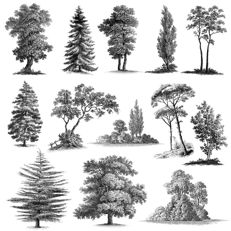 创意矢量手绘树木插图