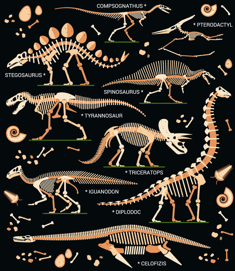 创意矢量恐龙化石的插图