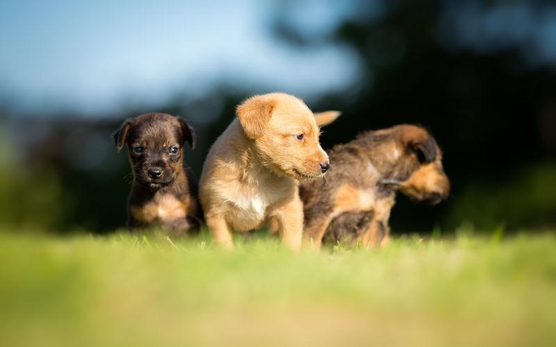 草地上的三只小奶狗