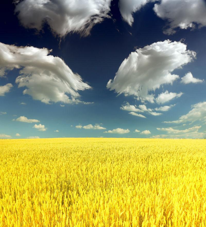 美丽的田野里金黄的麦田