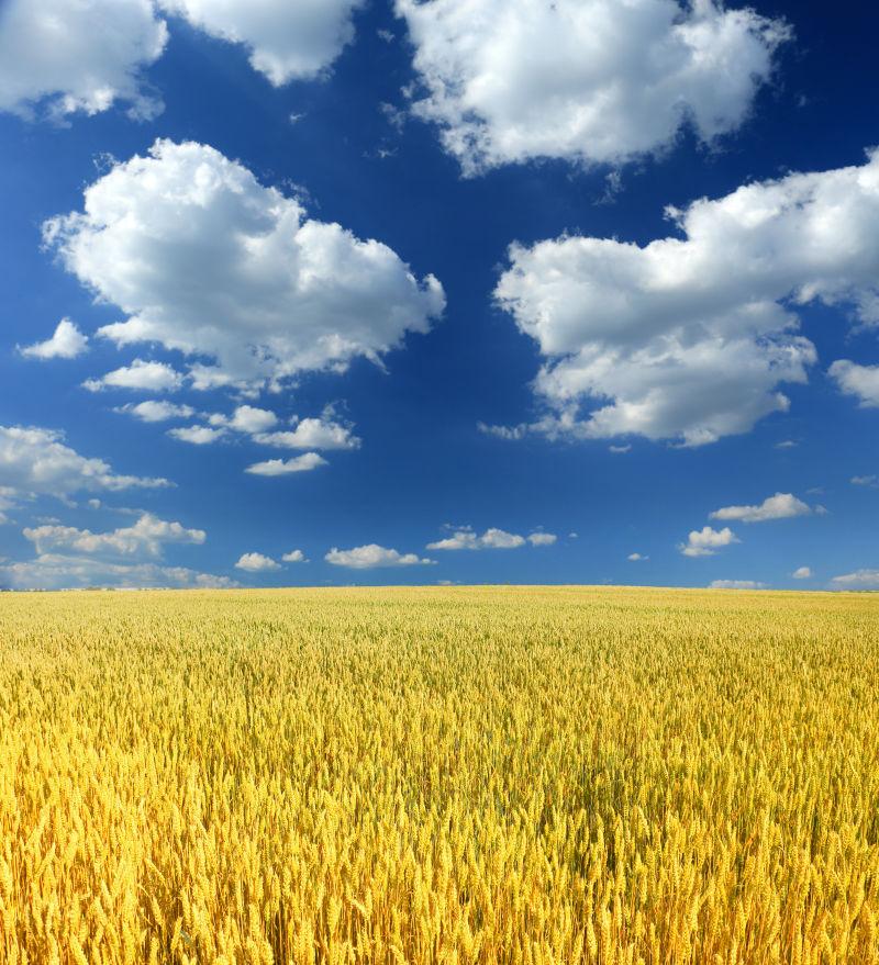 蓝天白云下的小麦田