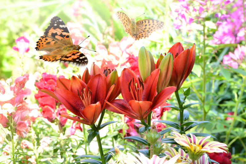 花丛和蝴蝶