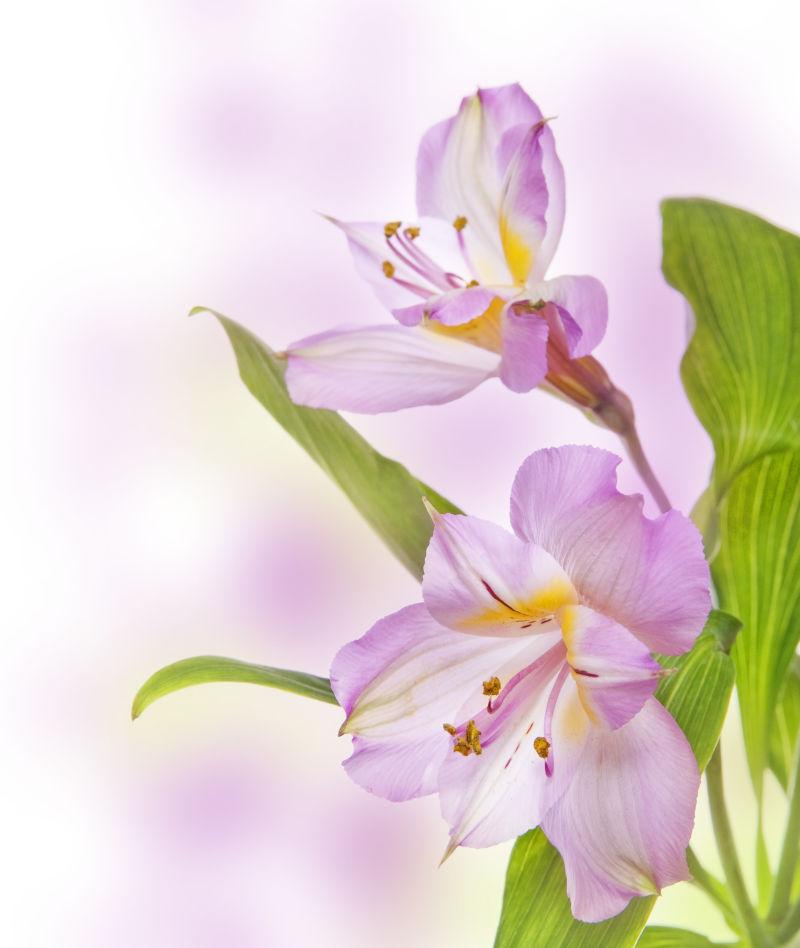 浪漫花Alstroemeria lily