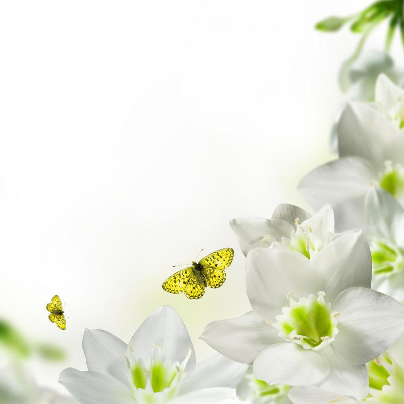 白花花朵
