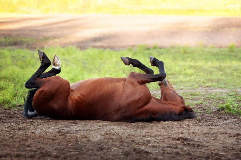 夏天田野里躺在地上的马