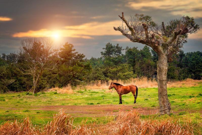 青翠天空和阳光的背景下的牧场上美丽的马