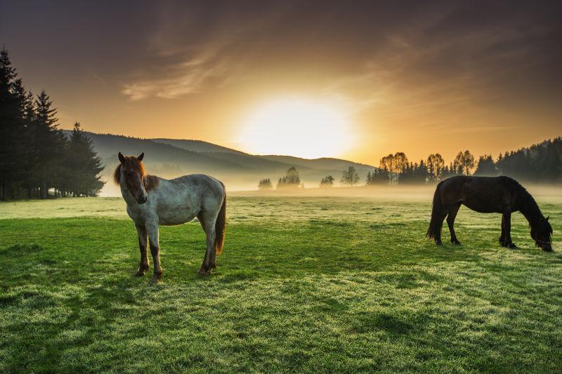 在迷雾日出的牧场上放牧的马