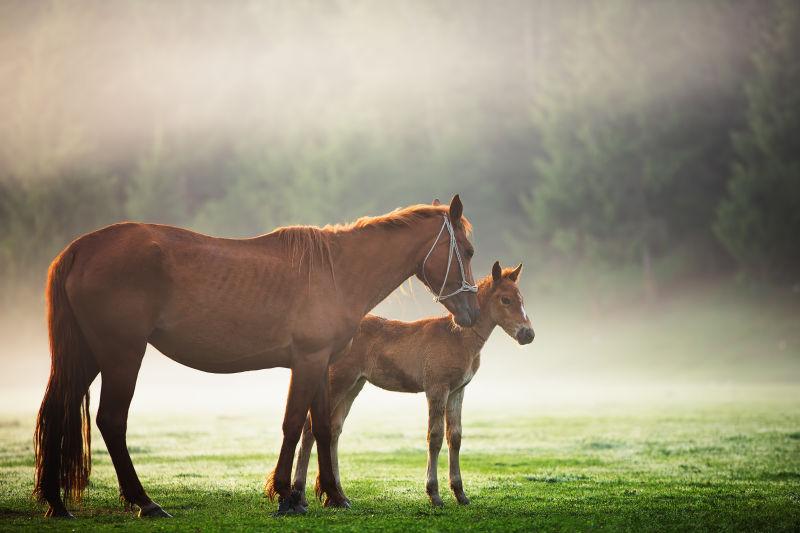 牧场迷雾下的骏马和马驹