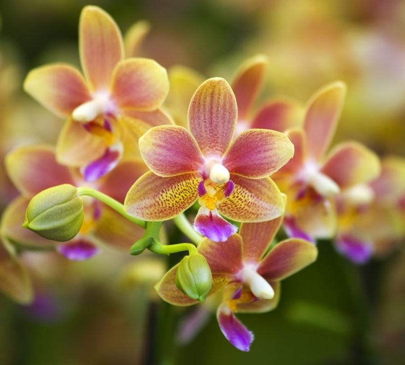 粉红色黄色斑点兰花香港花卉市场