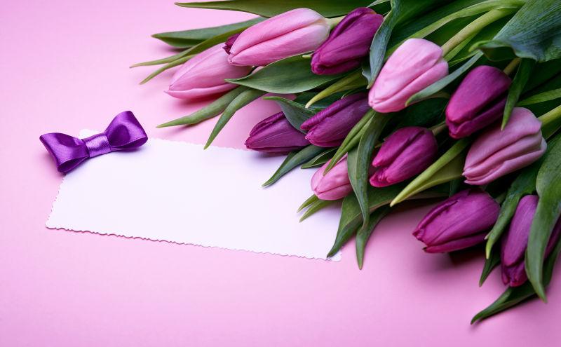 粉红色背景下紫色郁金香和白色卡片