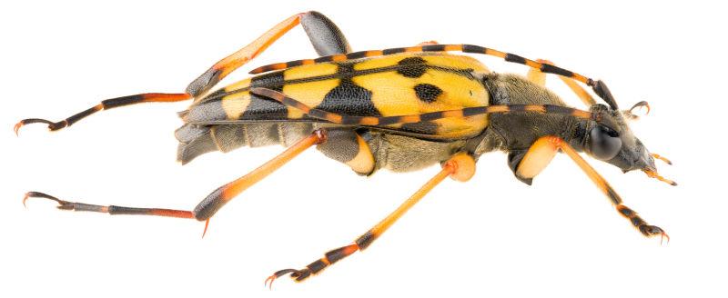 白色背景下的斑背长角甲虫