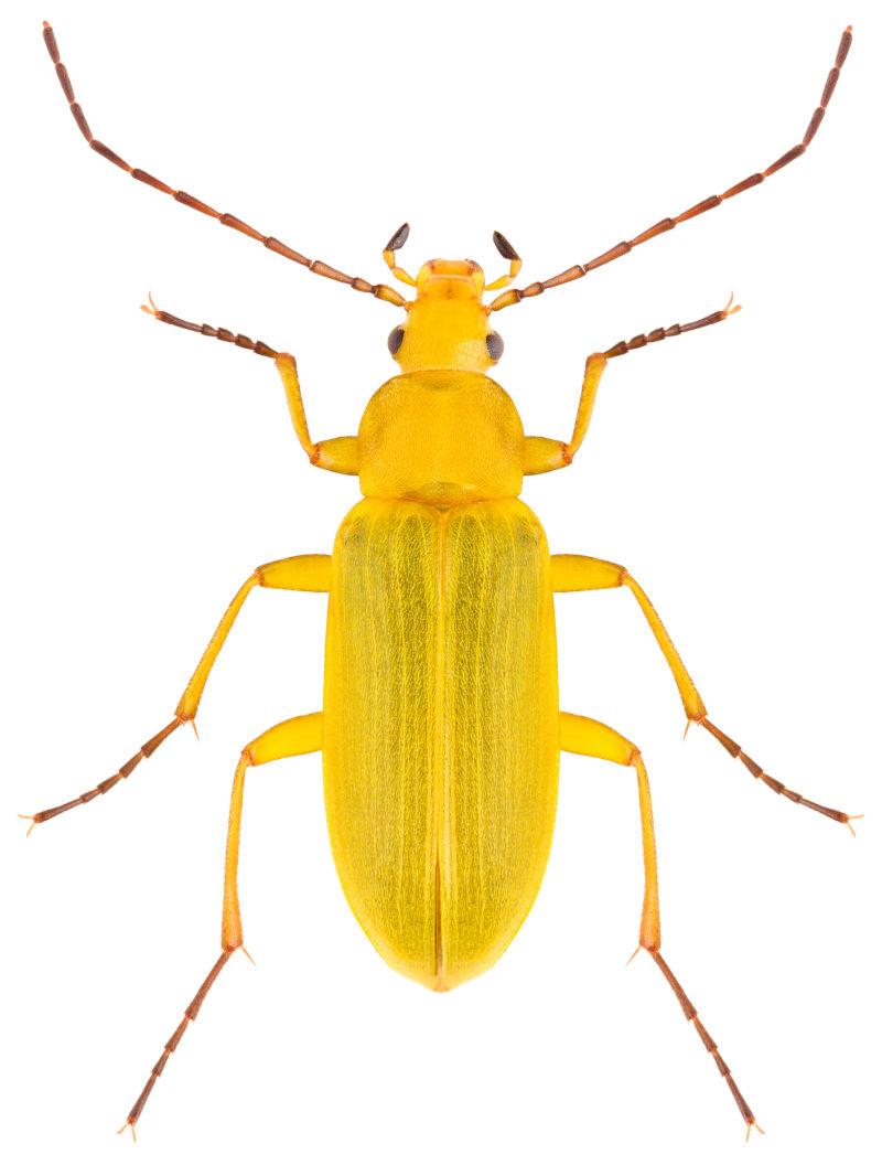 白色背景上的黄甲虫