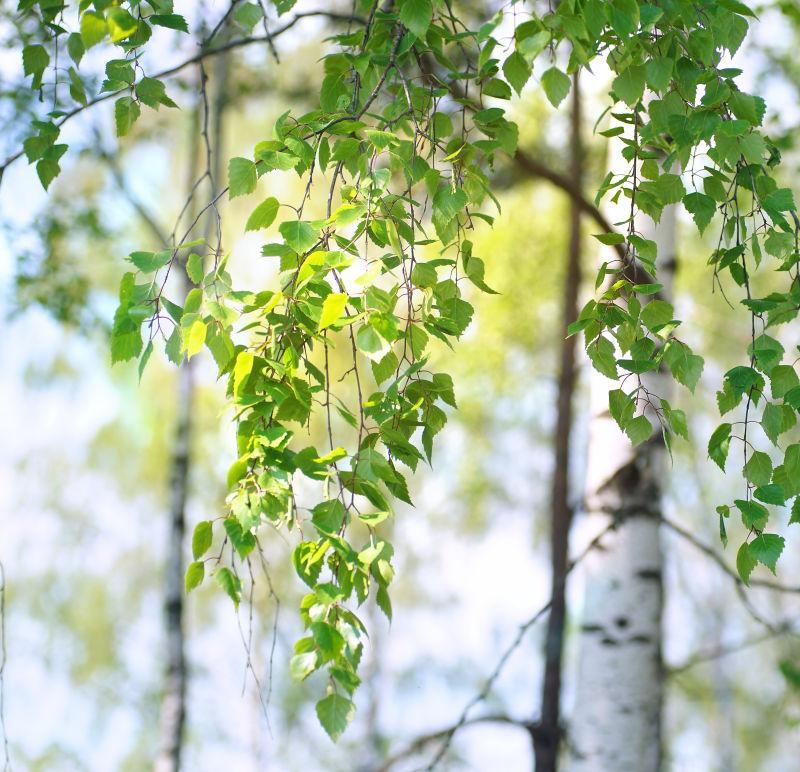 白桦树的绿色枝条