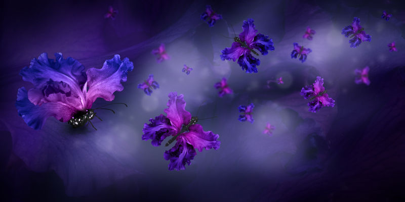 暗色背景上拥有紫色渐变花朵翅膀的蝴蝶