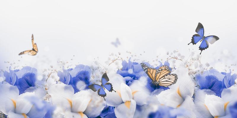 漂亮鸢尾花和蝴蝶