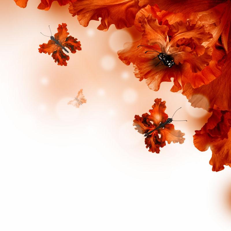 红色花朵 和蝴蝶