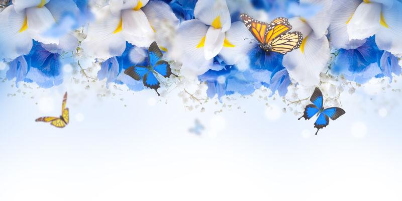 美丽的鸢尾花和蝴蝶