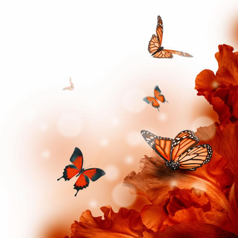 红色花朵和蝴蝶