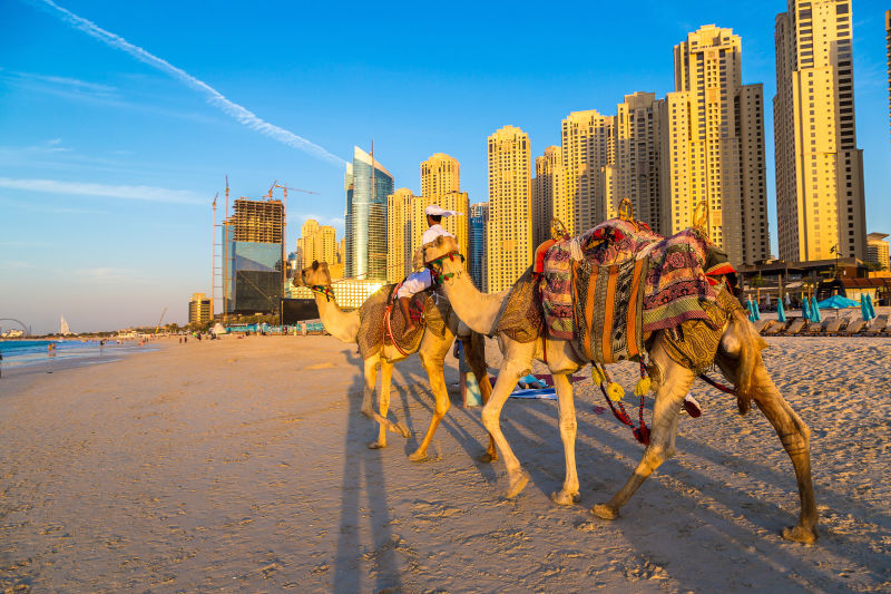 迪拜行走的骆驼