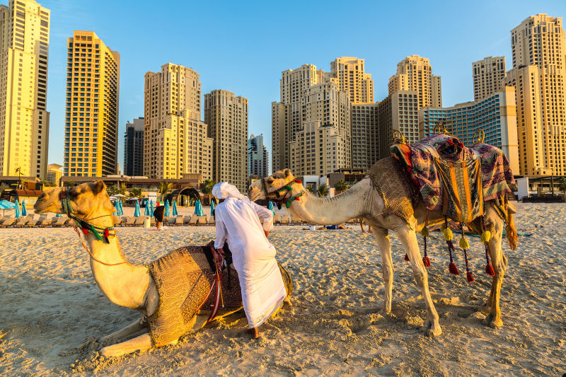 迪拜城市中的骆驼