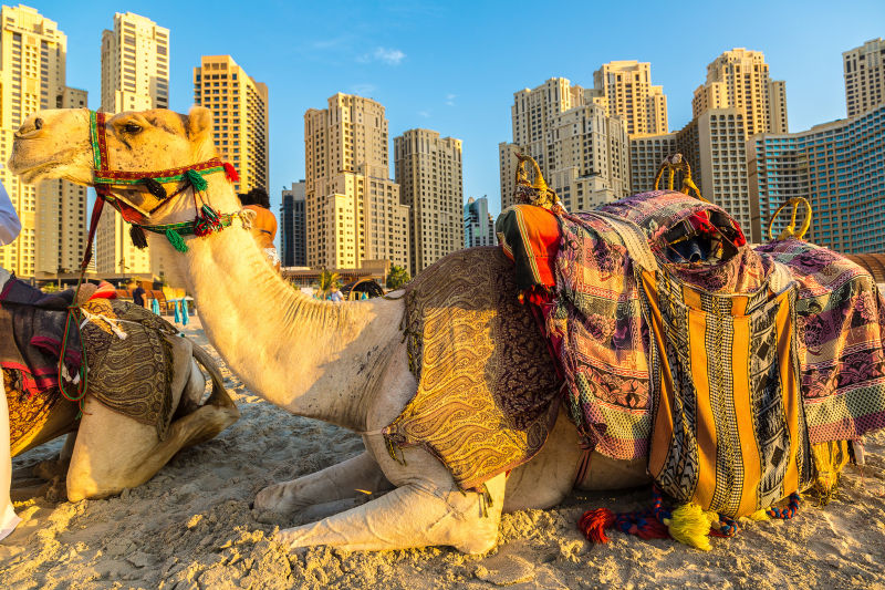 迪拜码头前的骆驼