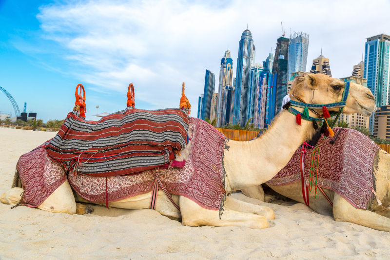趴在地上的迪拜骆驼