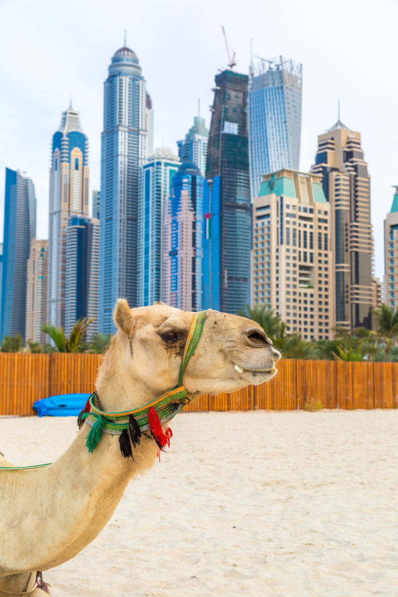 迪拜的可爱骆驼