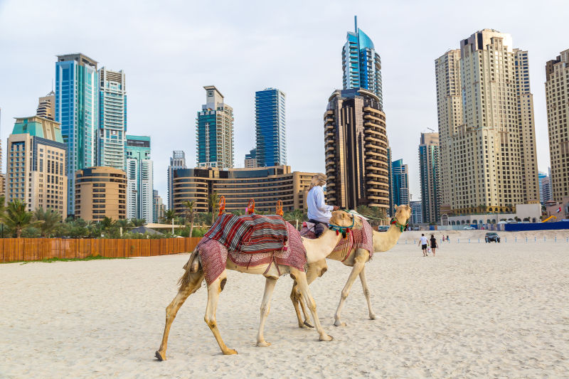 迪拜的骆驼