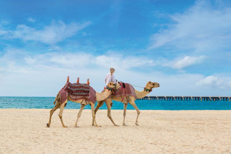 迪拜海边的骆驼