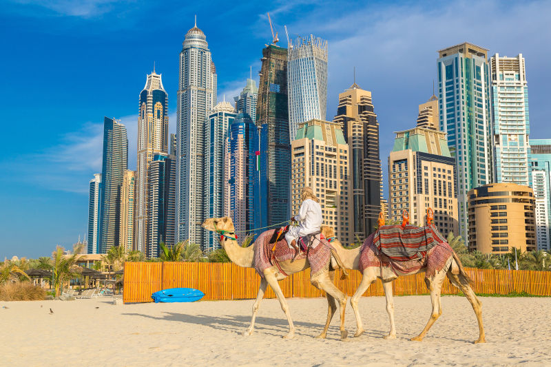 行走在迪拜的骆驼